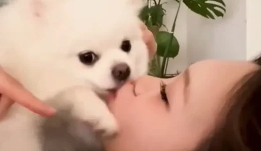 LE SSERAFIMチェウォンおっぱい動画｜キス舐め犬かわいい